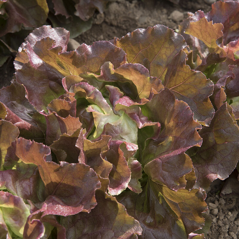 Skyphos Butterhead Lettuce Seeds
