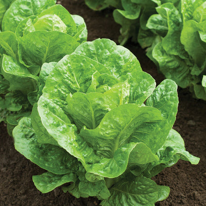 Salvius Romaine Lettuce Seeds