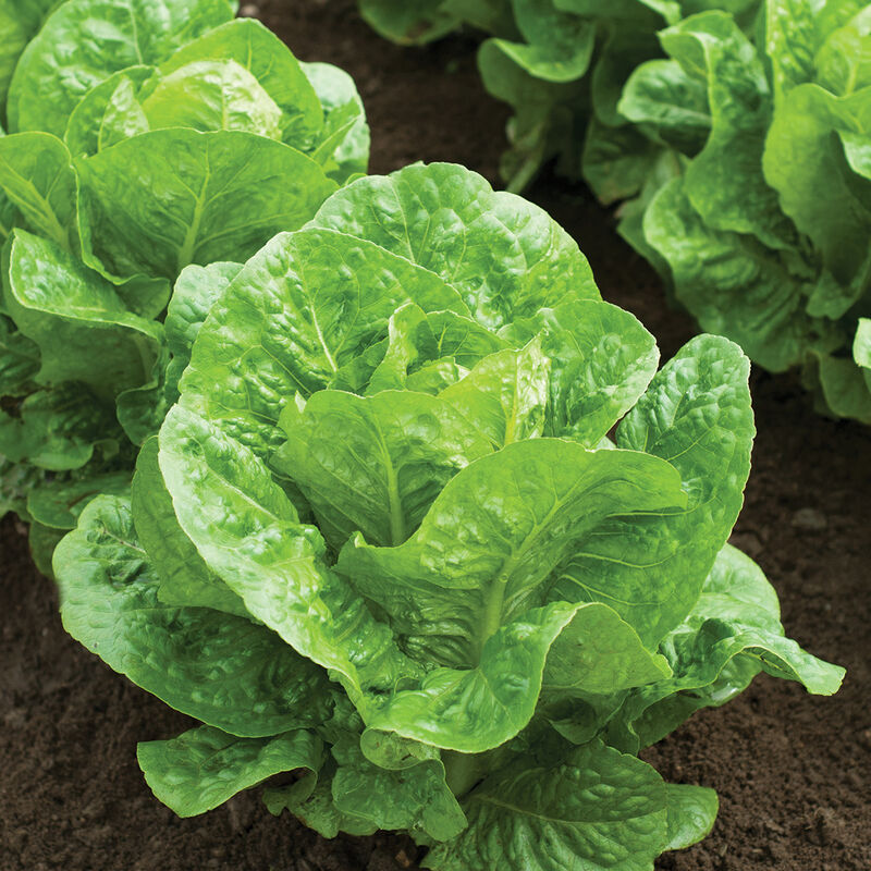 Salvius Romaine Lettuce Seeds