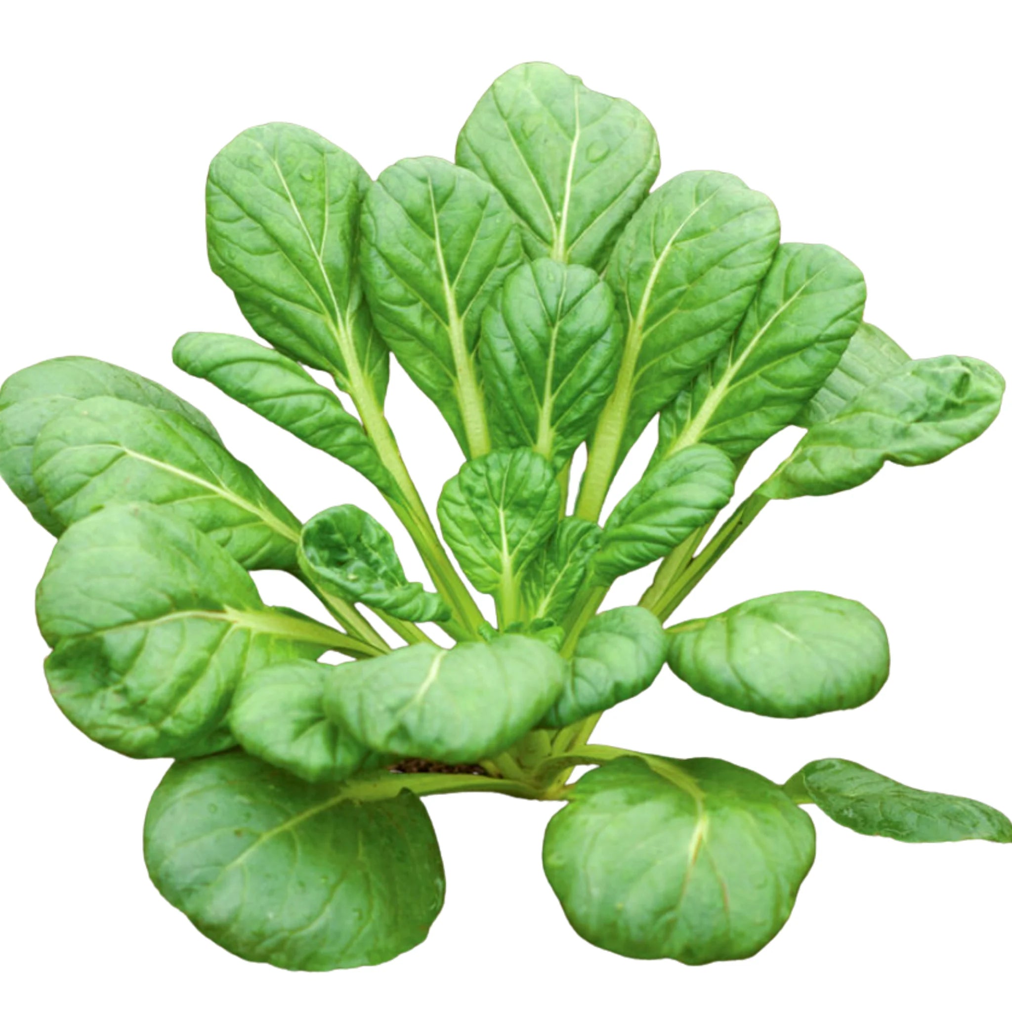 Global Brassicas Seed Bundle