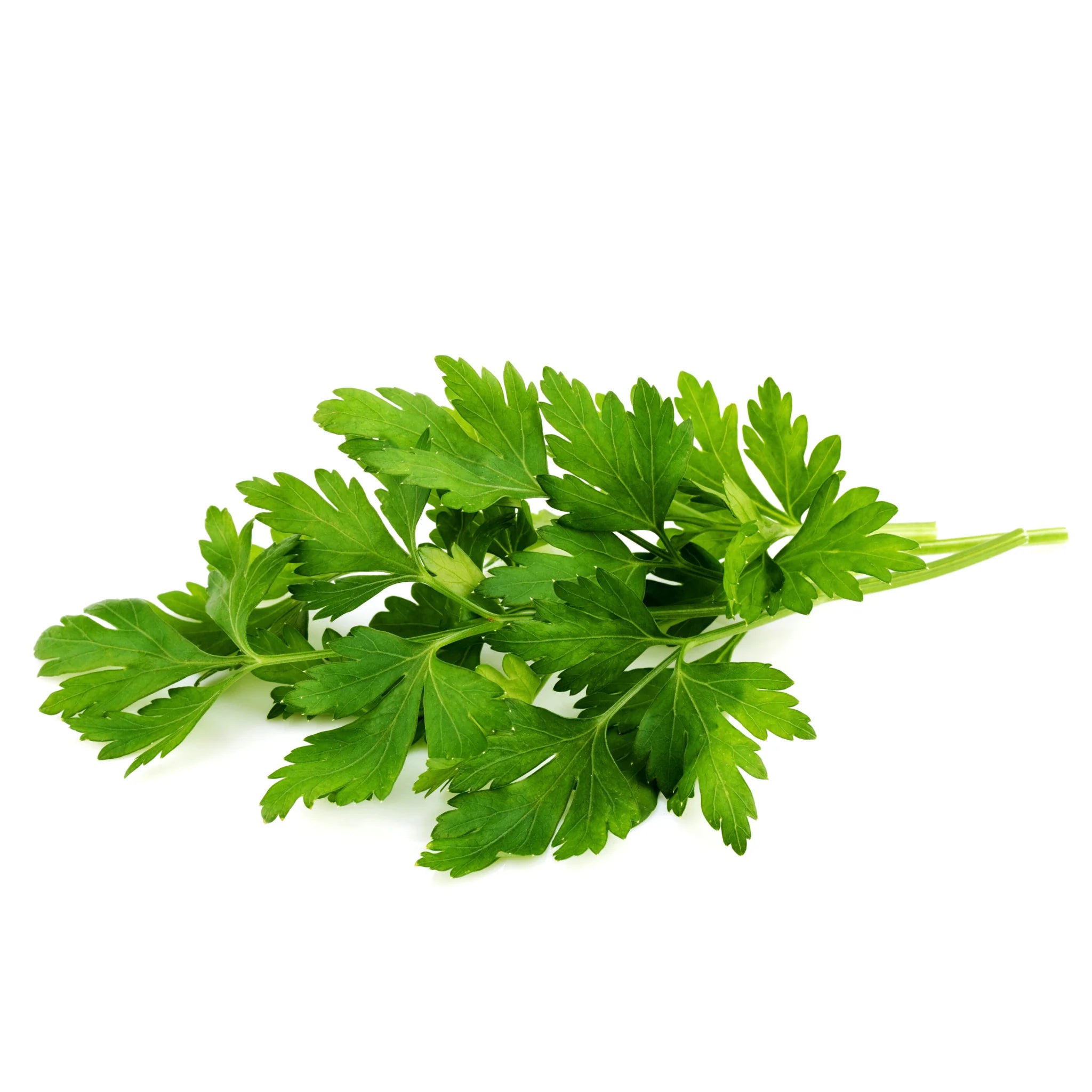 Classic Herb Seed Bundle - Fork Farms