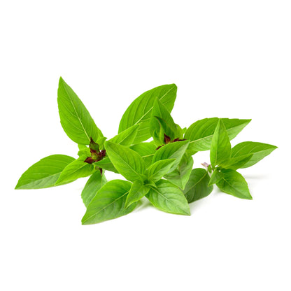 Classic Herb Seed Bundle - Fork Farms
