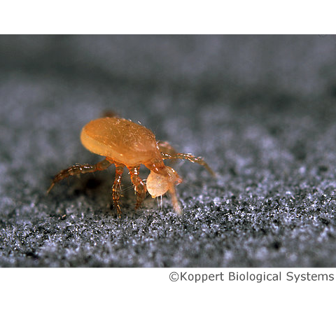 Entomite Bottle (10,000 mites)