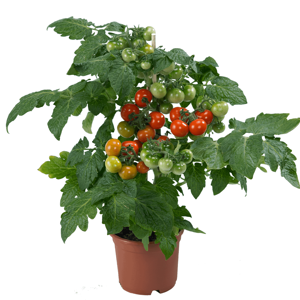 James F1 Dwarf Beefsteak-Style Tomato Seeds