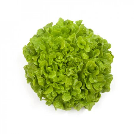Kiribati F1 Oakleaf Lettuce Seeds