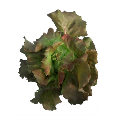 Skyphos Butterhead Lettuce Seeds