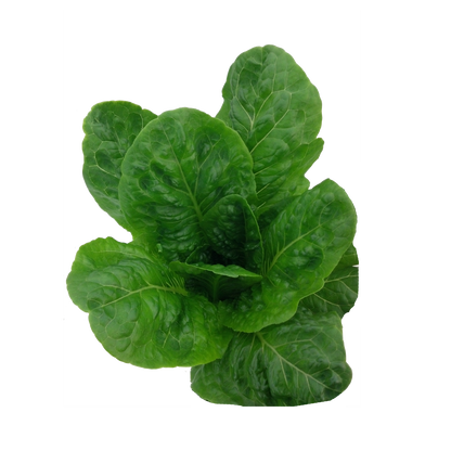 Salvius Romaine Lettuce Seeds