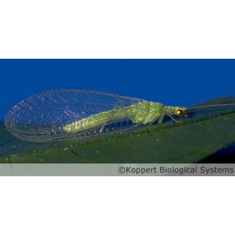 Lacewing Larvae, 1,000