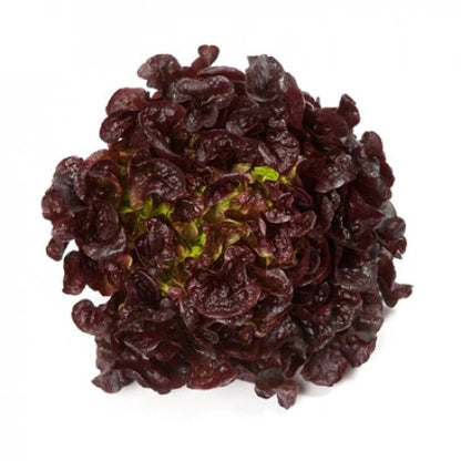 Rouxai RZ Oakleaf Lettuce Seeds