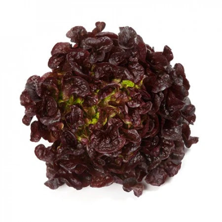 Rouxai RZ Oakleaf Lettuce Seeds