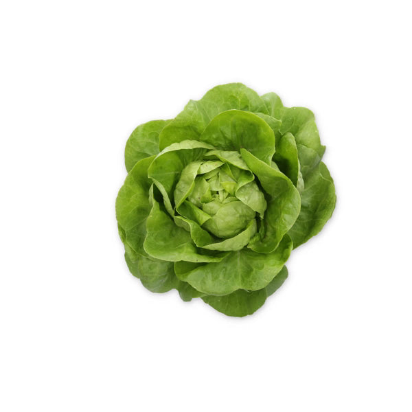 Treslia RZ Butterhead Lettuce Seeds