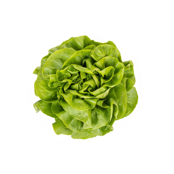 Volumia RZ Butterhead Lettuce Seeds