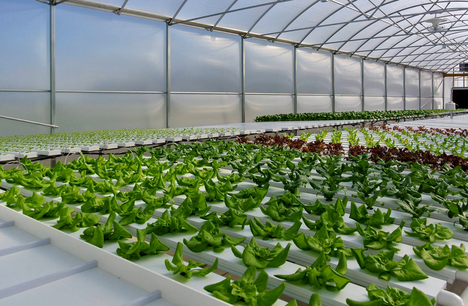 greenhouse interior, growing lettuce 