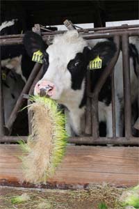 cow-eating-hydroponic-fodder.jpg