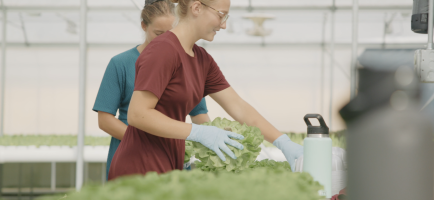 Women working in hydroponic greenhouse