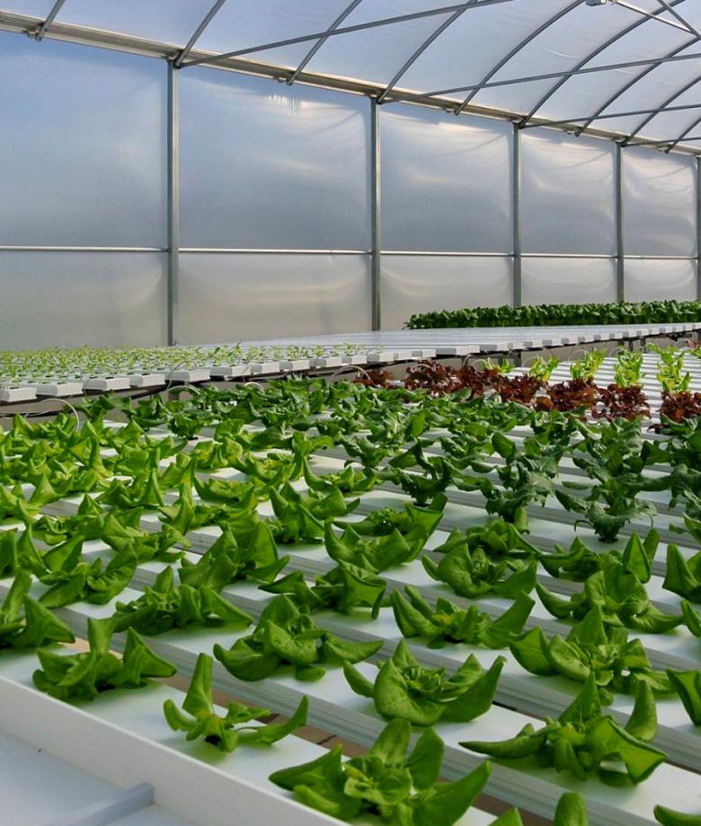 greenhouse interior, growing lettuce 