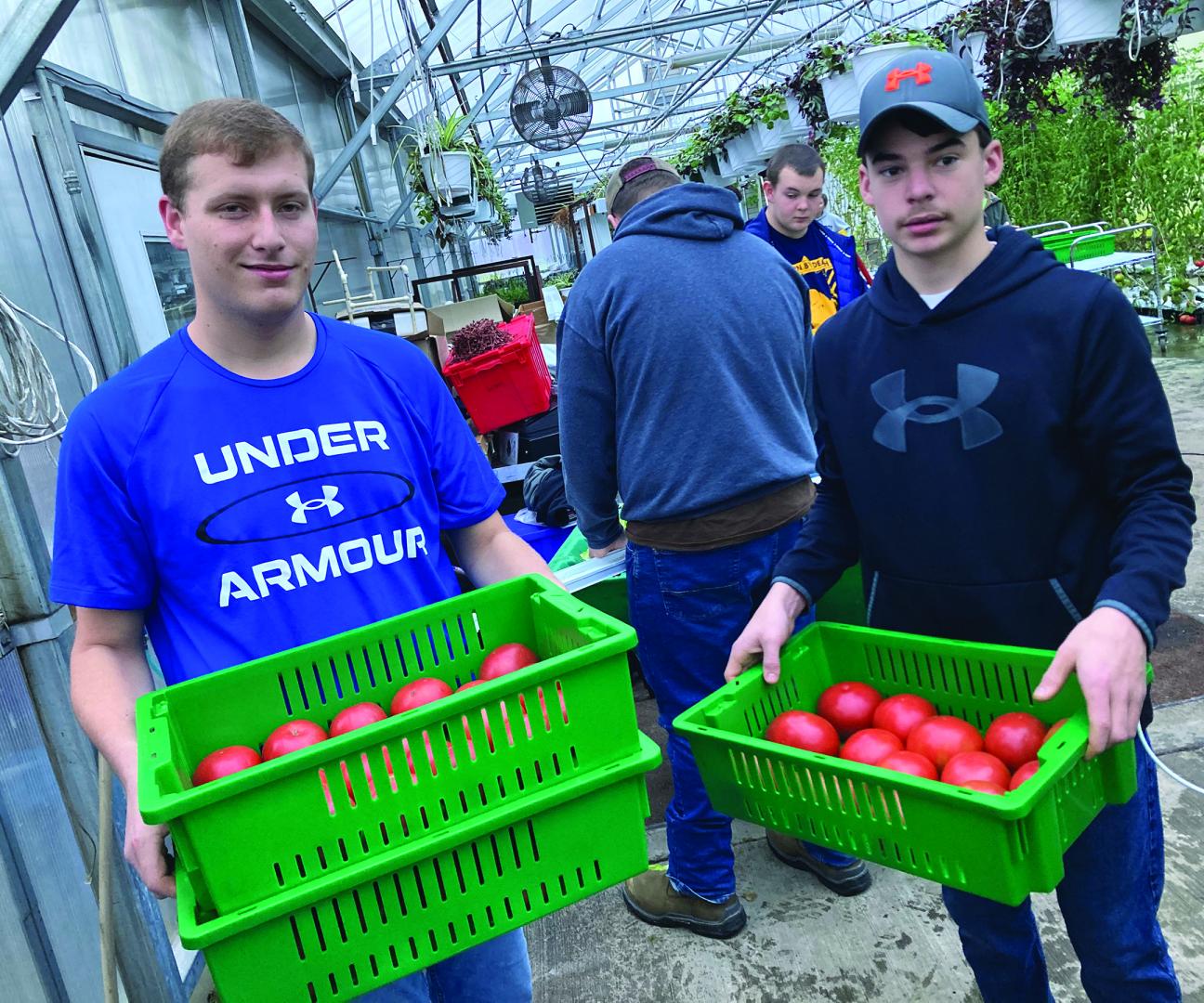 Students Harvesting Hydroponic Tomatoes