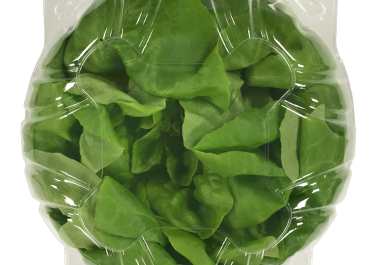 lettuce crisper, lettuce clam shell, lettuce packaging, aquaponic lettuce